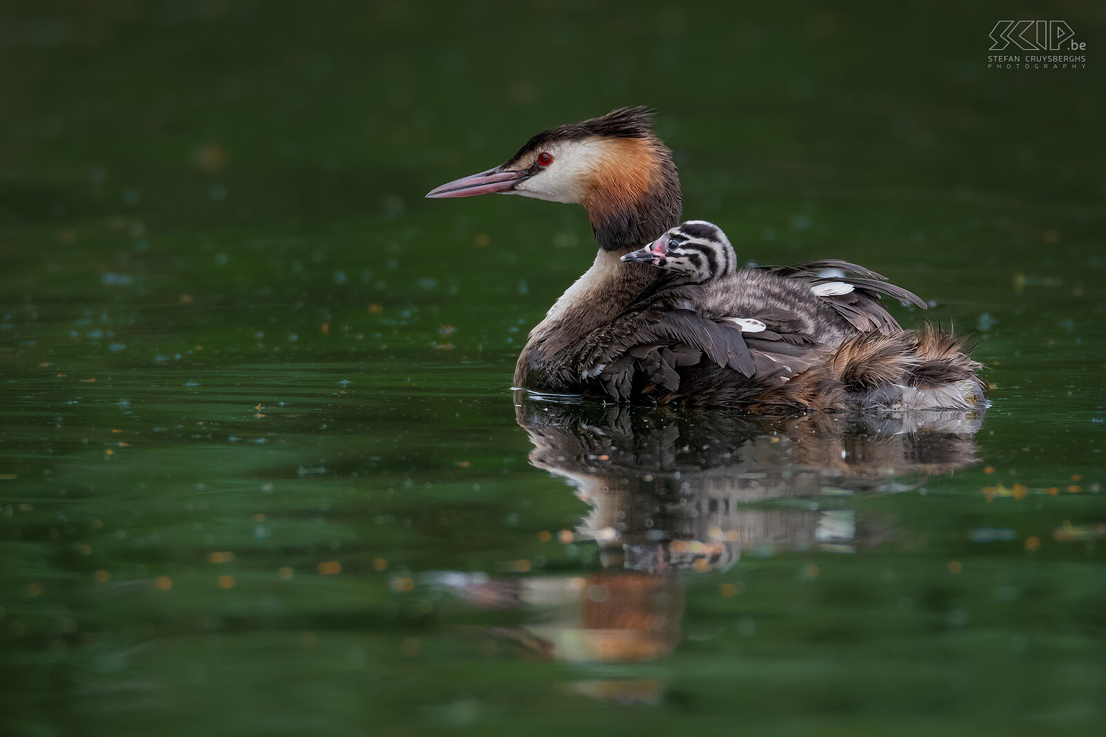 Water birds - Great crested grebe with chick A small series of images from recent years of beautiful water birds in the Low Countries such as grebes, coots, avocets, ducks, terns, ... These images were made from hides, from a small boat or simply from the water's edge. Stefan Cruysberghs